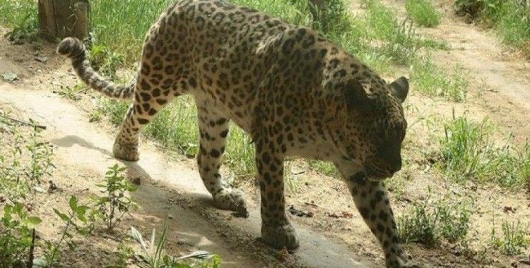Sri Lanka'da leopar öldüren 2 kişi gözaltına alındı
