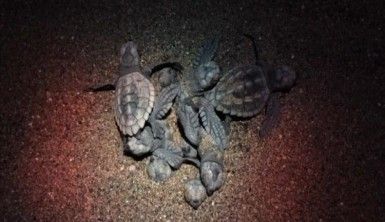 İlk yavru carettalar mavi sularla buluştu