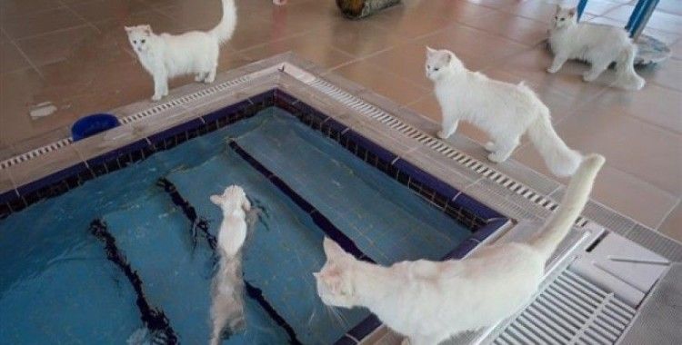 Van kedilerinin havuz keyfi İngiliz basınında