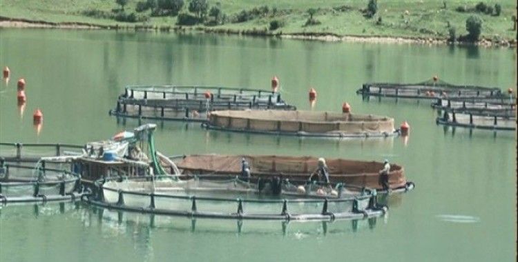 Giresun'da baraj göllerinde balık üretimi yaygınlaşıyor
