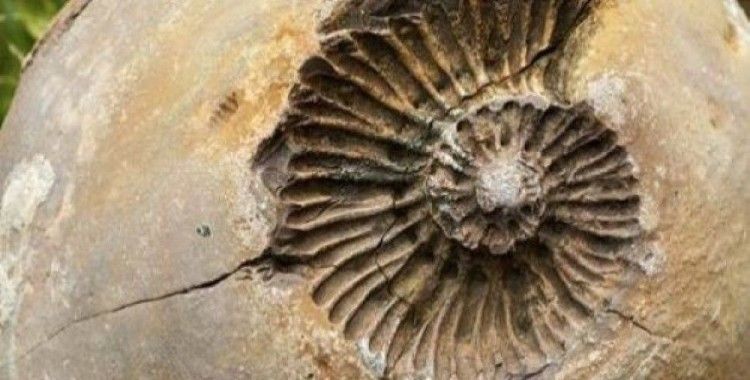 ​350 milyon yıllık canlı fosilleri sergileniyor
