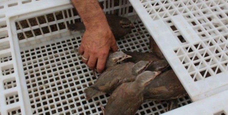 ​Sarıcakaya'da 200 keklik doğaya salındı