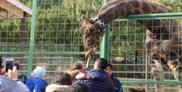 Ziyaretçilerin zürafa ile fotoğraf keyfi