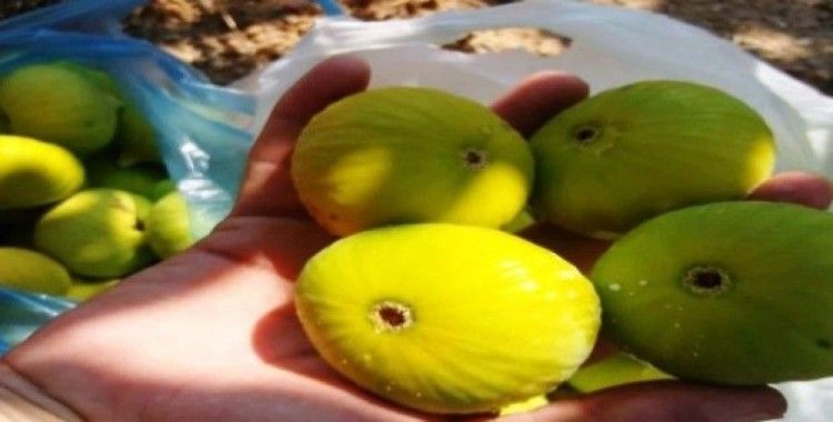 ​Aydın'ın dünyaca ünlü sarılop inciri olgunlaştı