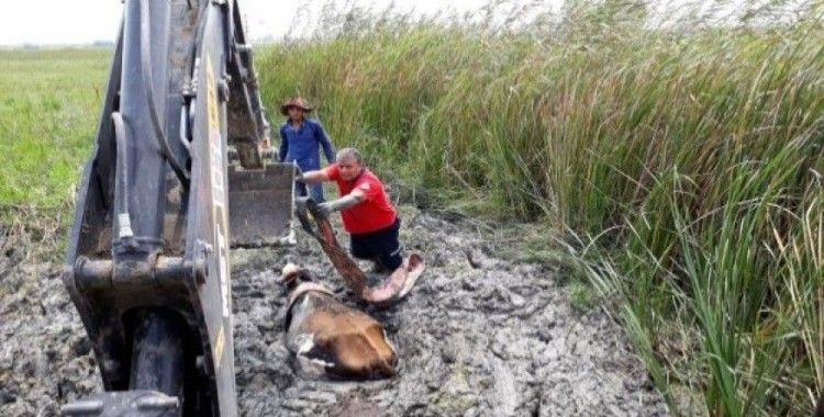 ​Bataklıkta mahsur kalan inek kurtarıldı