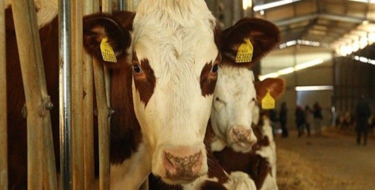 Zonguldak'ta aileye hibe olarak verilen inekleri çaldılar