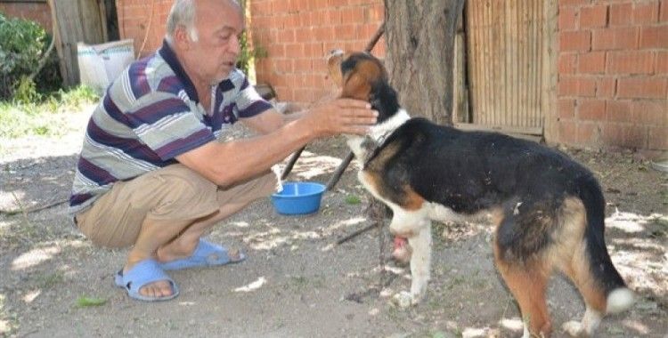 Yaban hayvanlarının yaraladığı av köpeğine şefkat eli uzandı