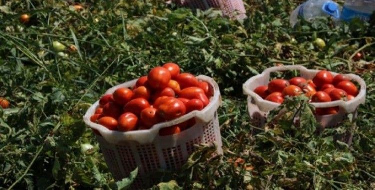 Hastalığın vurduğu domateste bu yıl fiyatlar yükseldi