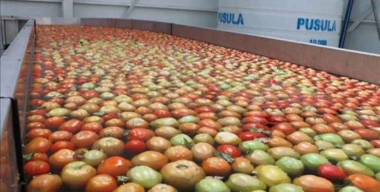 LNG Niğde'den Suudi Arabistan'a domates ihracatı