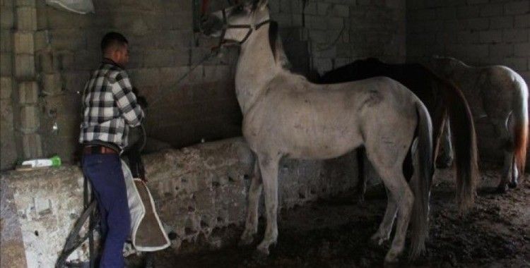 İstanbul'da atlara karantina engeli