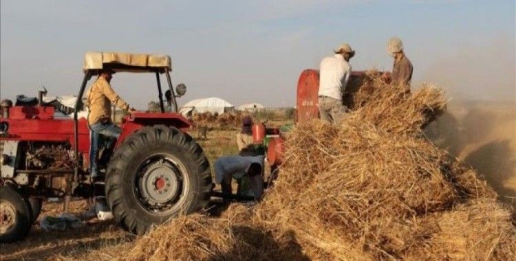 İsrail Filistinli çiftçilere zarar ettiriyor