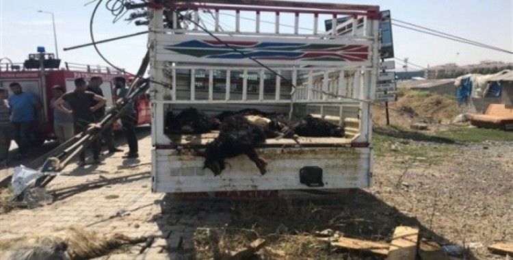 Ağrı'da trafik kazası, 20 hayvan telef oldu