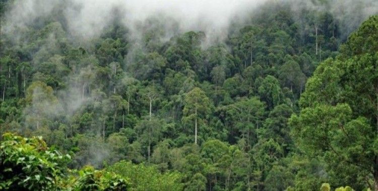 Amazonlar'da kuraklık karbon emilimini tersine çeviriyor
