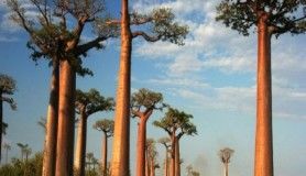 Dünya'nın en ilginç 10 ormanı