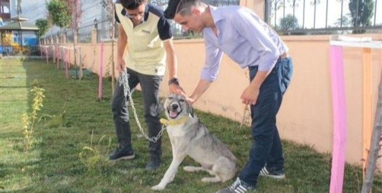 Ölüme terk edilen köpek, engellilerin 'Dost'u oldu