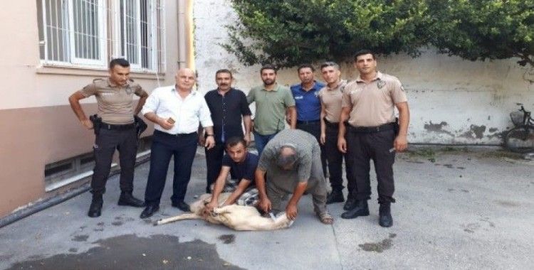 Tarsus polisinden örnek davranış