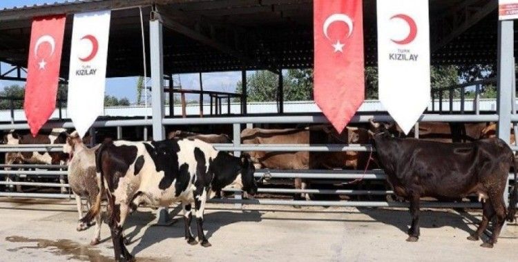 ​Erdoğan'ın vekalet kurbanı Sakarya'da kesildi