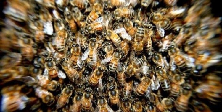 ​Kilis'te arıların saldırısına uğrayan kadın öldü
