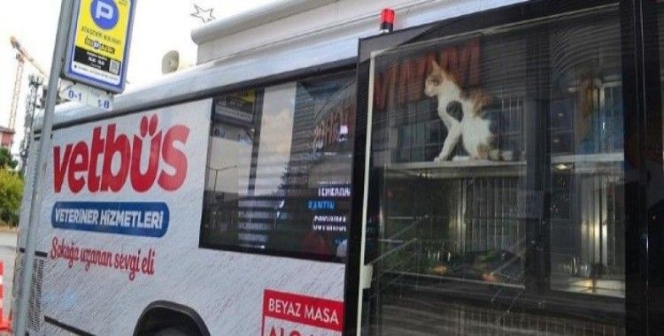 Büyükşehir'den sokak hayvanları için 'Vetbüs'