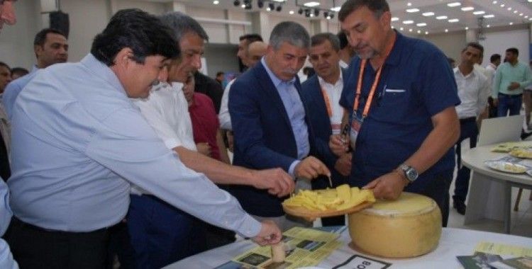 Bitlis'teki peynir fuarının yankıları sürüyor