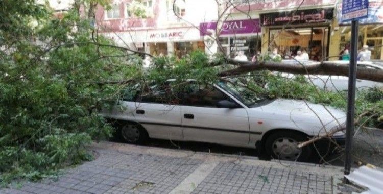 Malatya'da şiddetli fırtına ağaçları devirdi