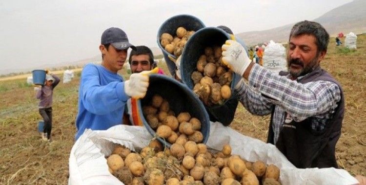Sivas'ta 7 çeşit yerli patates üretildi