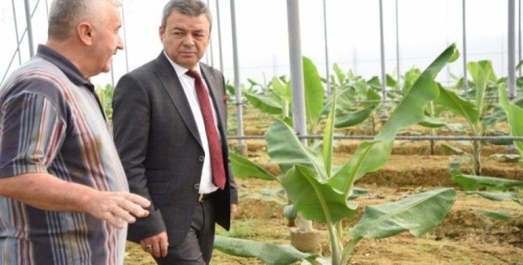 Antalya'da muz üretimi 5 yılda yüzde 177 arttı