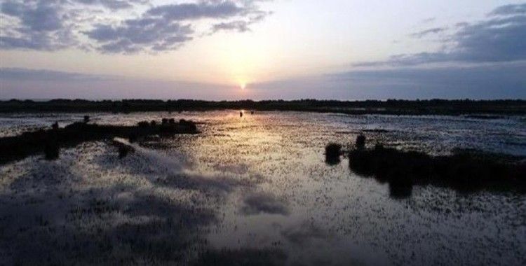 Kızılırmak Deltası Kuş Cenneti UNESCO yolunda