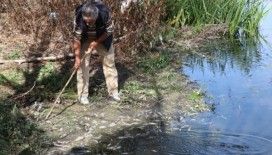 Bolu'da yüzlerce balık telef oldu