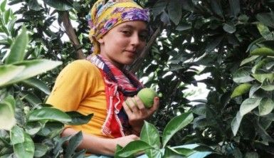 Erkenci portakal hasadı başladı