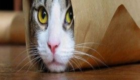 Kedi sahibi olmanız için harika 14 neden