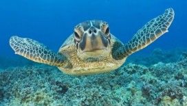 En sevilen sürüngen kaplumbağaları tanıyalım !