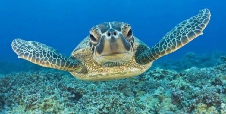 En sevilen sürüngen kaplumbağaları tanıyalım !