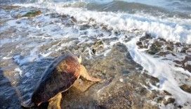 Mersin'de tedavi edilen deniz kaplumbağaları suyla buluştu