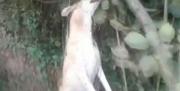 Tavuklarını yediği iddiasıyla köpeği iple ağaca asarak öldürdü