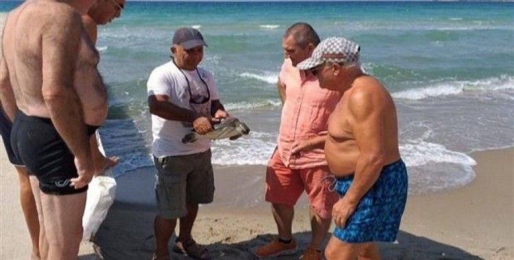 ​Kuşadası sahiline iki deniz kaplumbağası vurdu