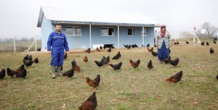 Kocaeli'nde genç çiftçilere hibe tavuk desteği