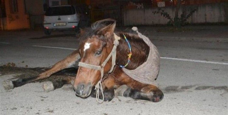 Hamile atı sokak ortasına ölüme terk ettiler