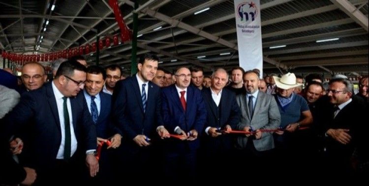 Güney Marmara'nın en büyük canlı hayvan pazarı açıldı