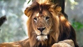 ABD'de dişi aslan yavrularının babasını öldürdü