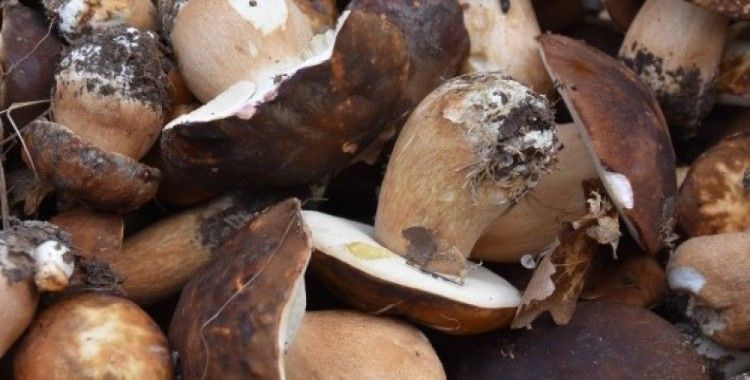 Mantar geçim kaynağı oldu