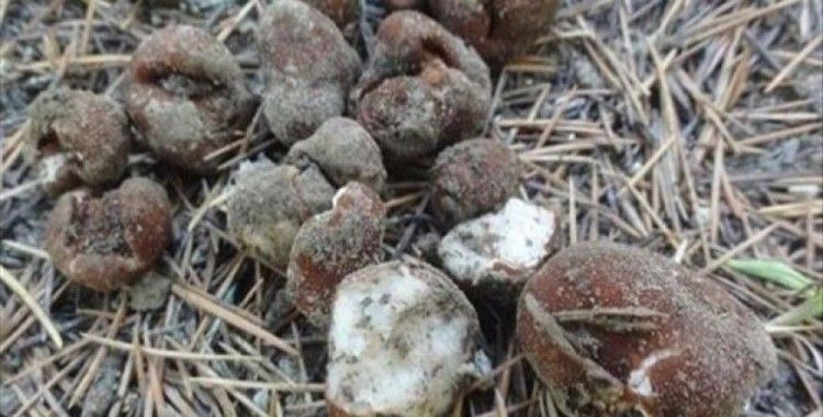 Adana'da yeni bir mantar türü bulundu
