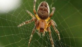 Örümcekler kendi ağlarına neden yakalanmaz?