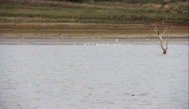 Sazlıdere Baraj Gölü'nde kuşların dansı kamerada