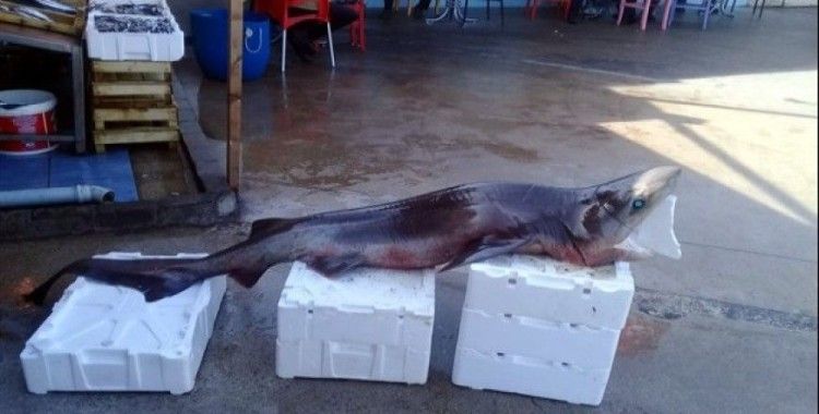 Mudanyalı balıkçılar dev köpek balığı yakaladı