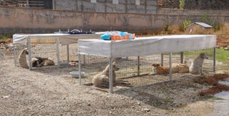 Yüksekova'da köpekler kısırlaştırılıyor