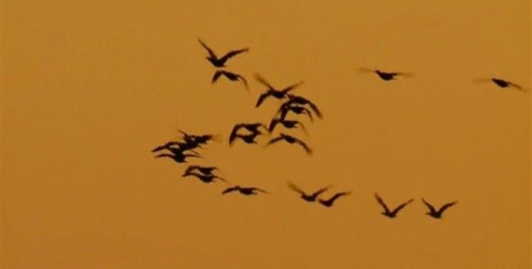Poyang Gölü göç eden kuşlarla renklendi