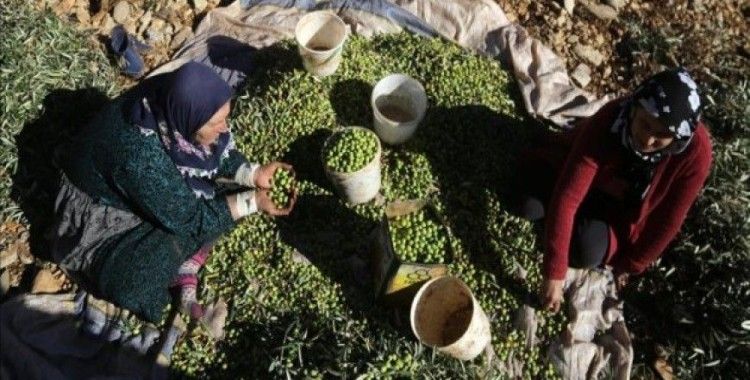 Afrin'de zeytin hasadı başladı