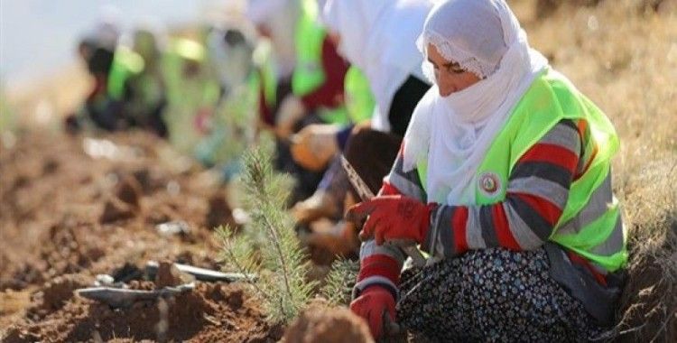 Ormanlar kadın eliyle yeşeriyor