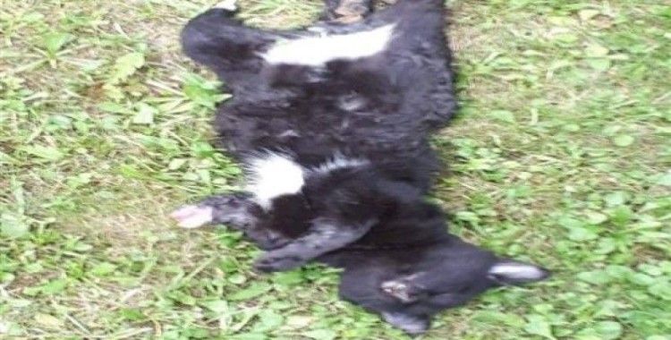 ​Yavru kedi, ayakları kesilmiş şekilde ölü bulundu